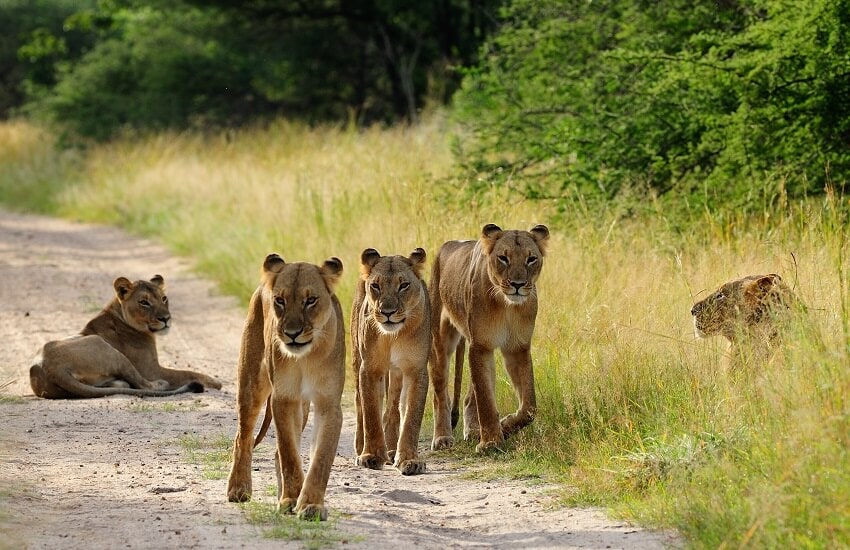 A herd of lions walking along a road in Zimbabwe, moving towards the camera.