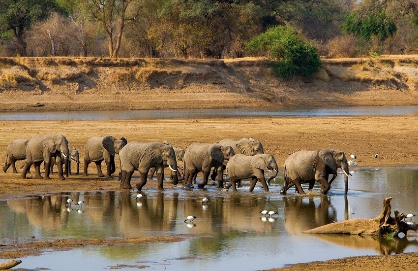 Several elephants walking through the Luangwa River in Zambia.