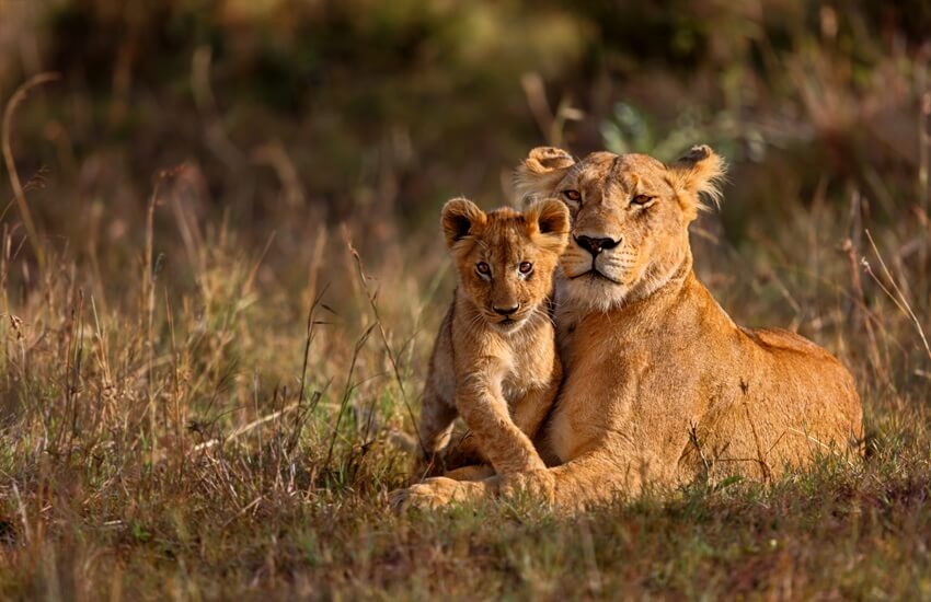 A lioness and her cub lying in the golden grasses of the Masai Mara with warm sunlight falling on them.