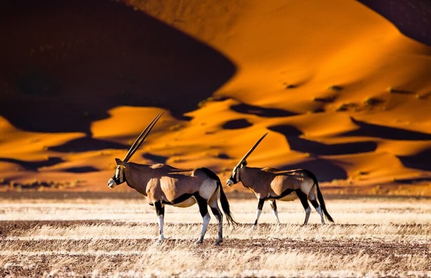 Two oryx walking across the desert in Sossusvlei with towering orange dunes in the background.