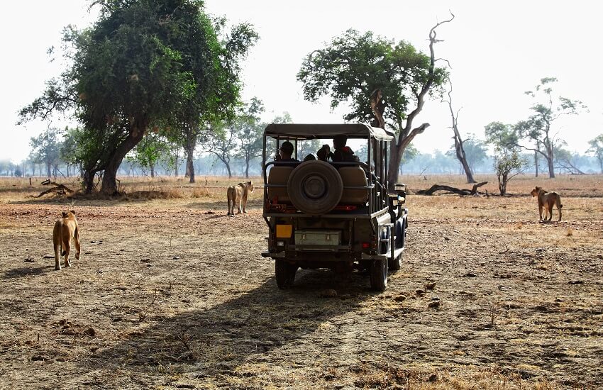 A safari jeep parked in Zambia with visitors watching three lions wandering around the vehicle.