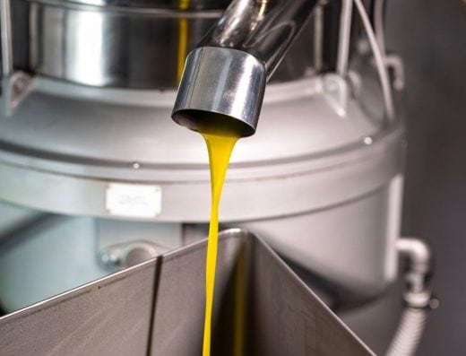 Discovering the Olive Mill – Guided tour and tasting