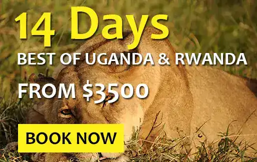 14 days best of rwanda safari