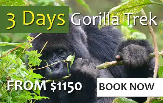 3 days gorilla gorilla safari