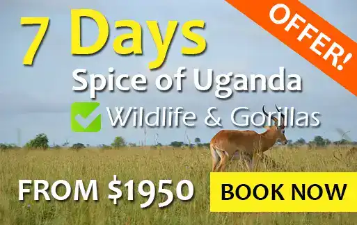 7 days uganda wildlife safari from kigali