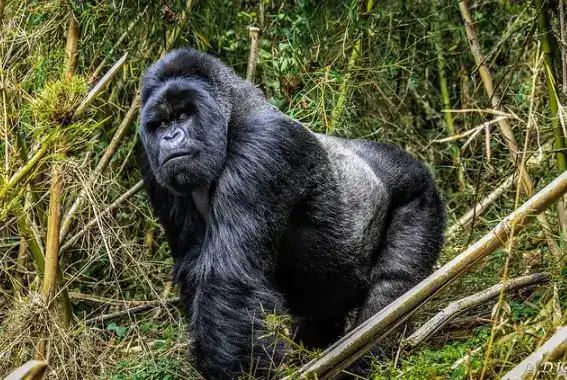 Gorilla Trekking in Volcanoes National Park