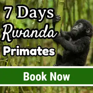 7 Days Rwanda Primates Tour