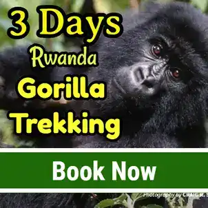 3 Days Rwanda Gorilla Safari