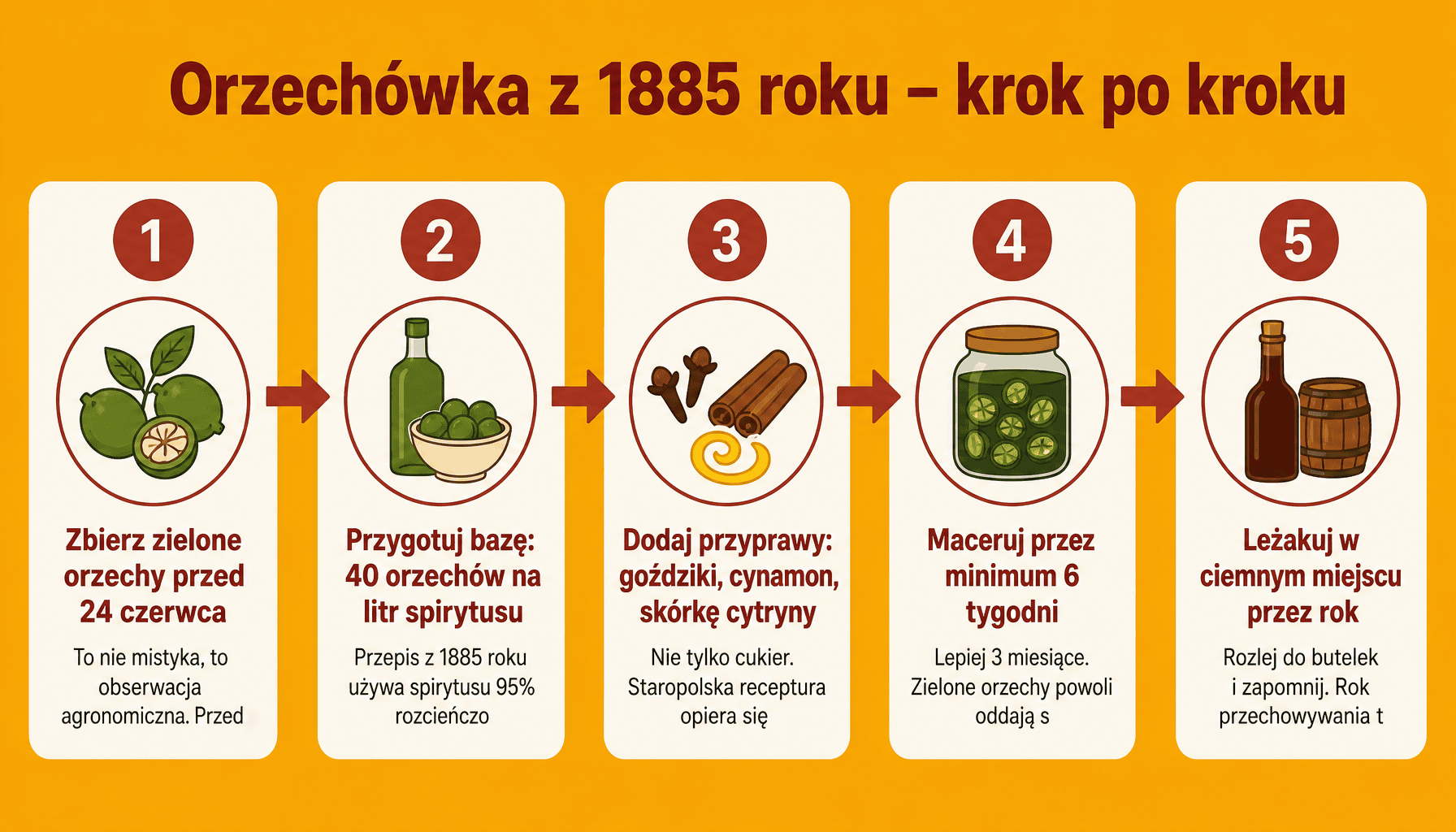 Infografika: 5 kroków przygotowania orzechówki przepis z 1885 roku, od zbioru orzechów do gotowej nalewki