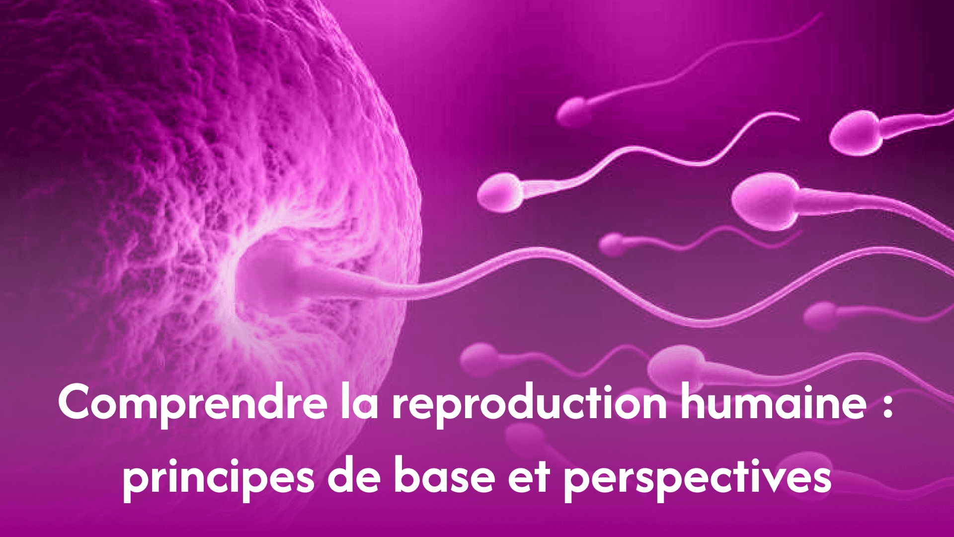 reproduction-humaine