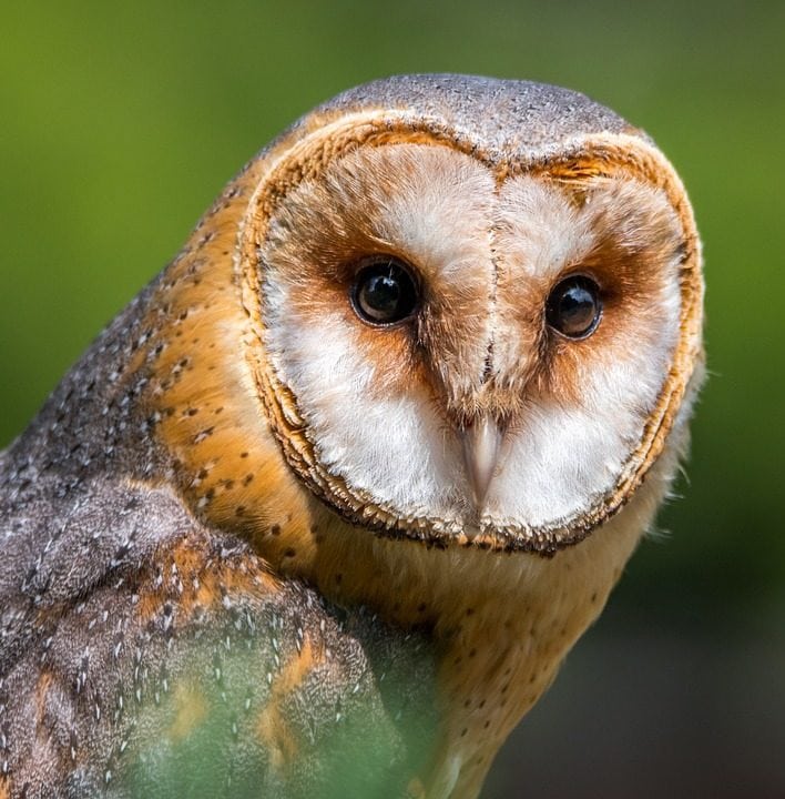 effraie-alsace-Fondation-Humus