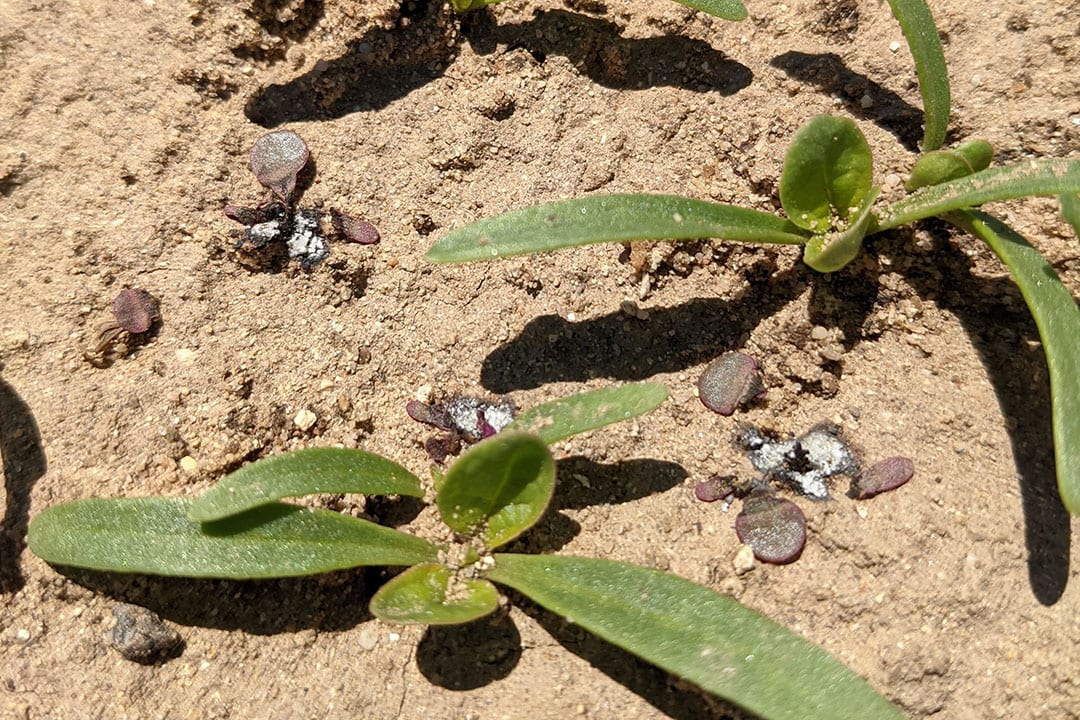 The result of treating a field of baby spinach plants with the Autonomous Weeder lasers. The plants no longer need to compete with pigweed. - Photo: Carbon Robotics