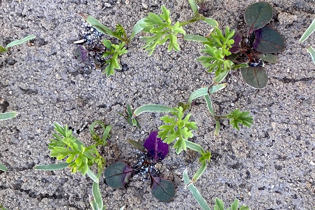 Once again pigweeds zapped by lasers but now in a field with carrot plants. - Photo: Carbon Robotics