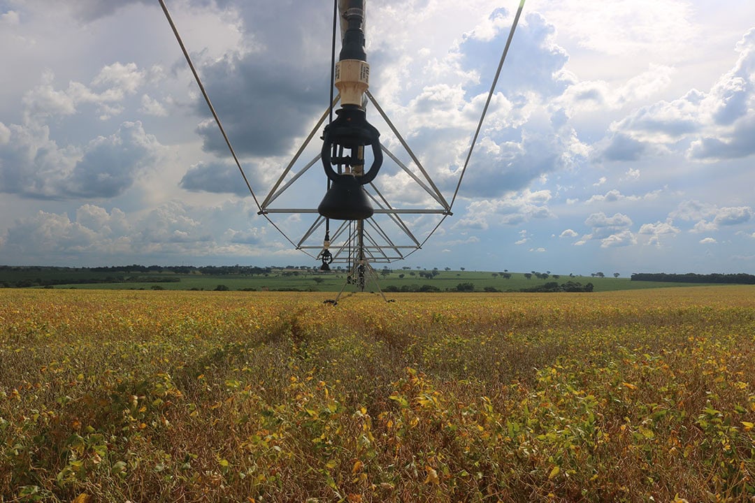 The pivot towers move neatly, saving water and improving efficiency, and are equipped with meteorological sensors for temperature, rain, and relative humidity. - Photo: Coopercitrus