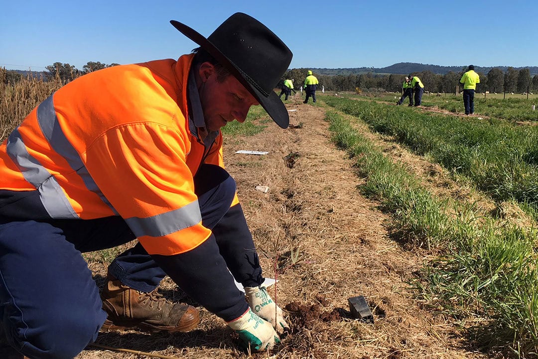 Charles Sturt's AgriPark on the University's campus has a 1900 hectare farm. - Photo: CSU