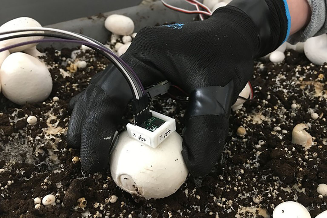 To determine forces that needed to be programmed into the robotic picker, researchers took mushroom-picking-dynamics measurements using force sensors and an inertial measurement unit. - Photo: Penn State