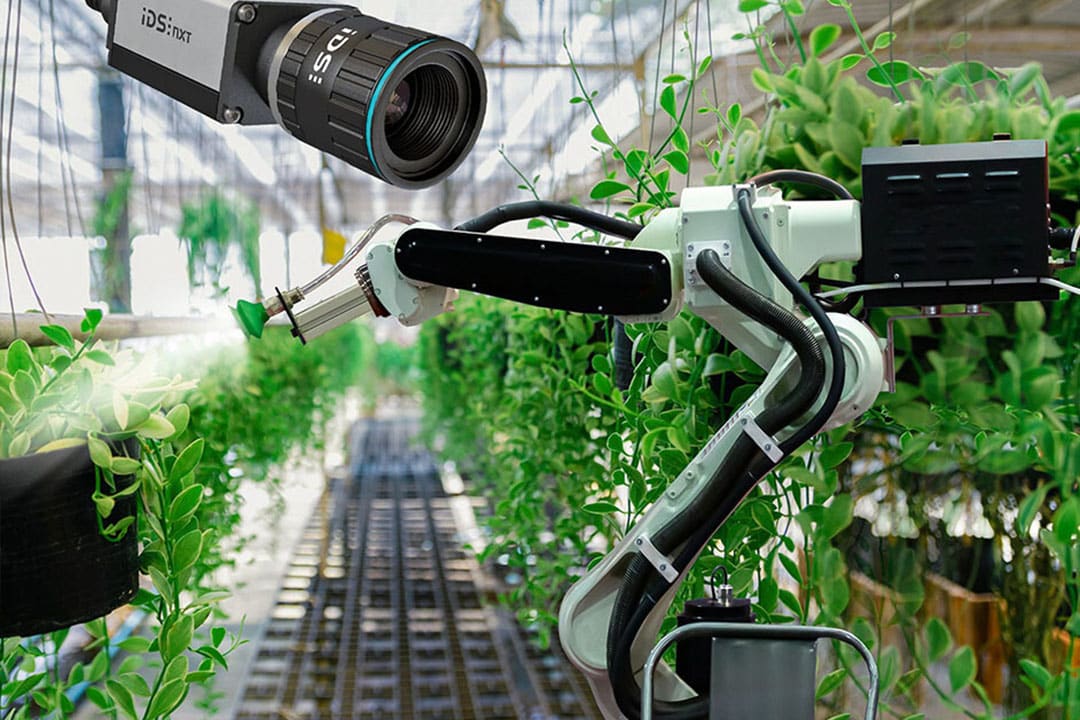 AI can help identify damaged plants and determine the optimal harvest time. Photo: Imaging Development Systems