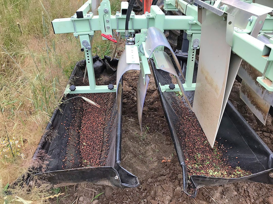 The 'harvest' of about a quarter of a hectare of potatoes at an organic farm. Many beetles and larvae, few potato leaves. - Photo: Gert Gerrits