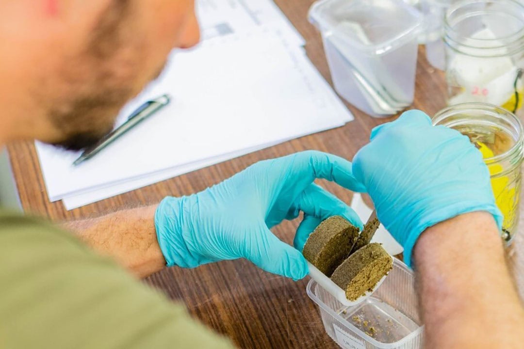 One of the researchers analyzing plant residues. - Photo: Carsten W. Müller, University of Copenhagen