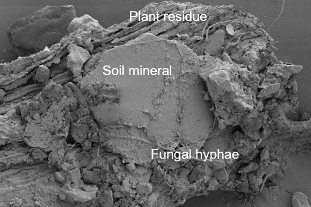 Close-up of how plant residues are being protected in the soil mineral and glued together by fungal hyphae. A process that prevents carbon from being emitted as CO2. - Photo: Carsten W. Müller, University of Copenhagen