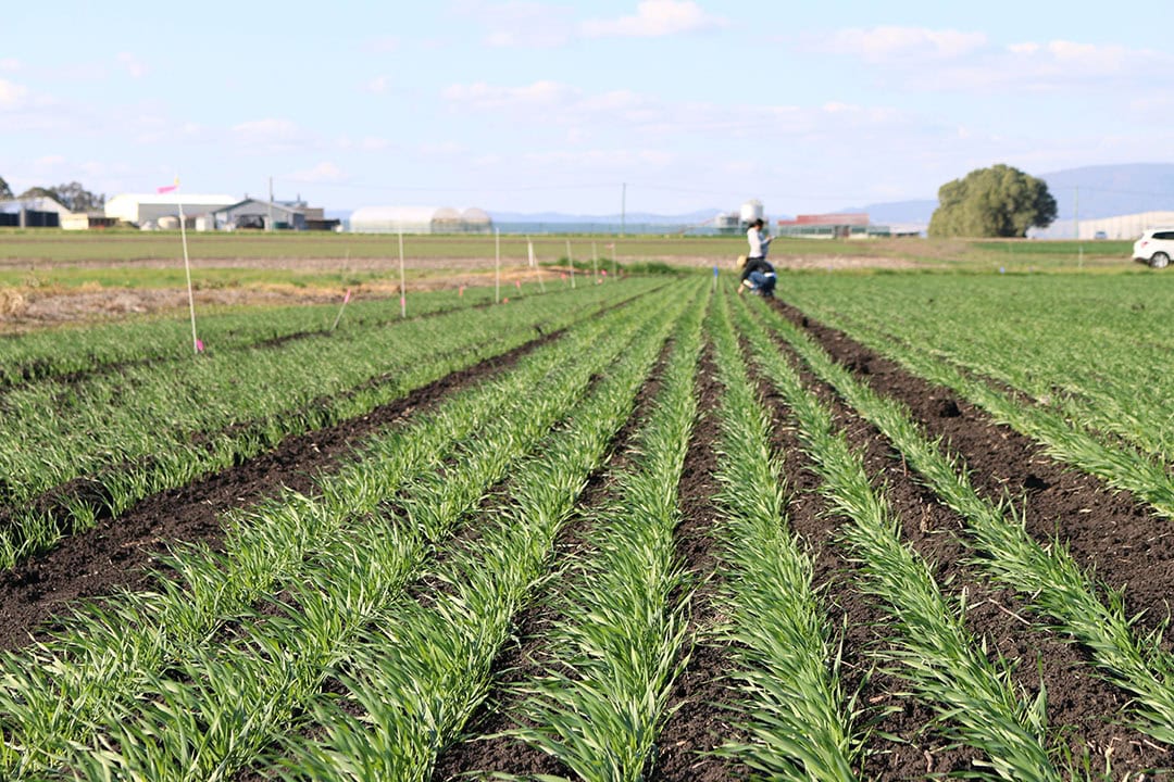 A barley field trial in Warwick, Queensland. - Photo: QAAFI