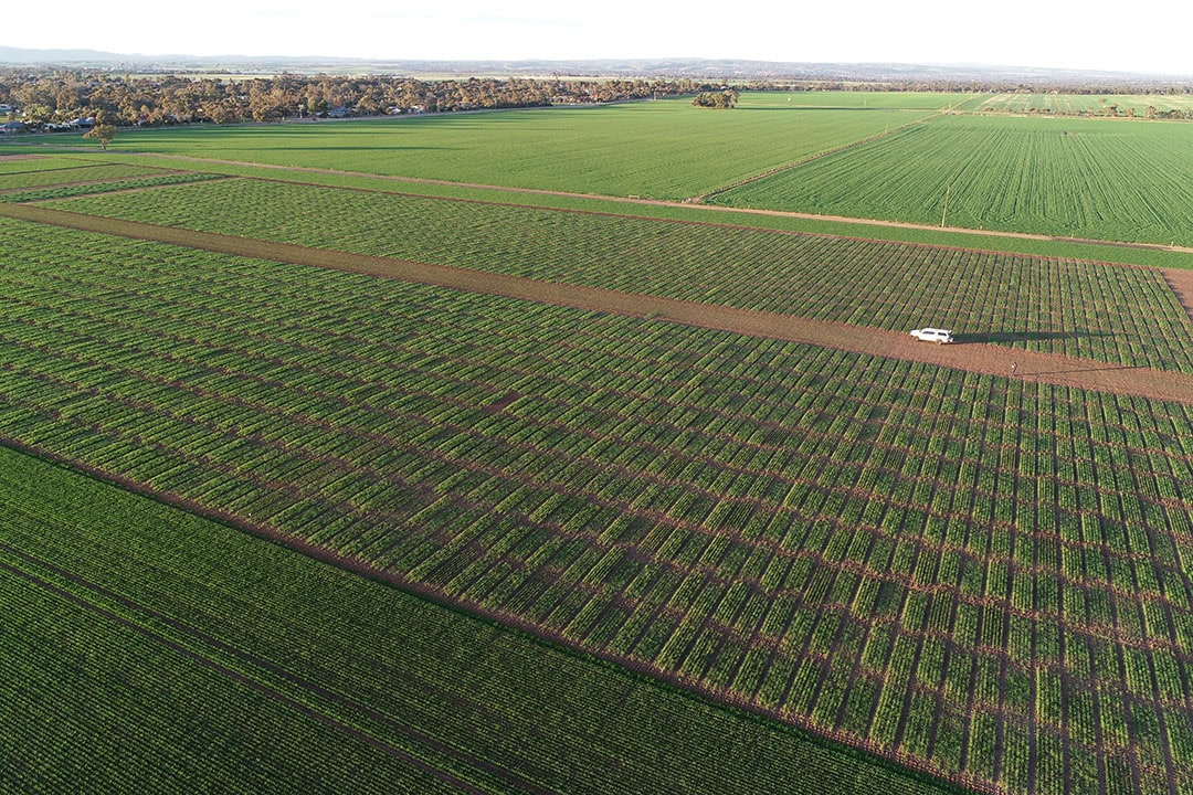 An aerial view of an InterGrain barley breeding field site. - Photo: InterGrain