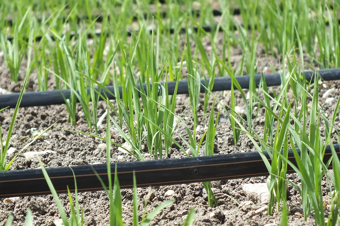 Rice is the most water-dependent crop on the planet. Drip irrigation uses 70% less water.  - Photo: Netafim