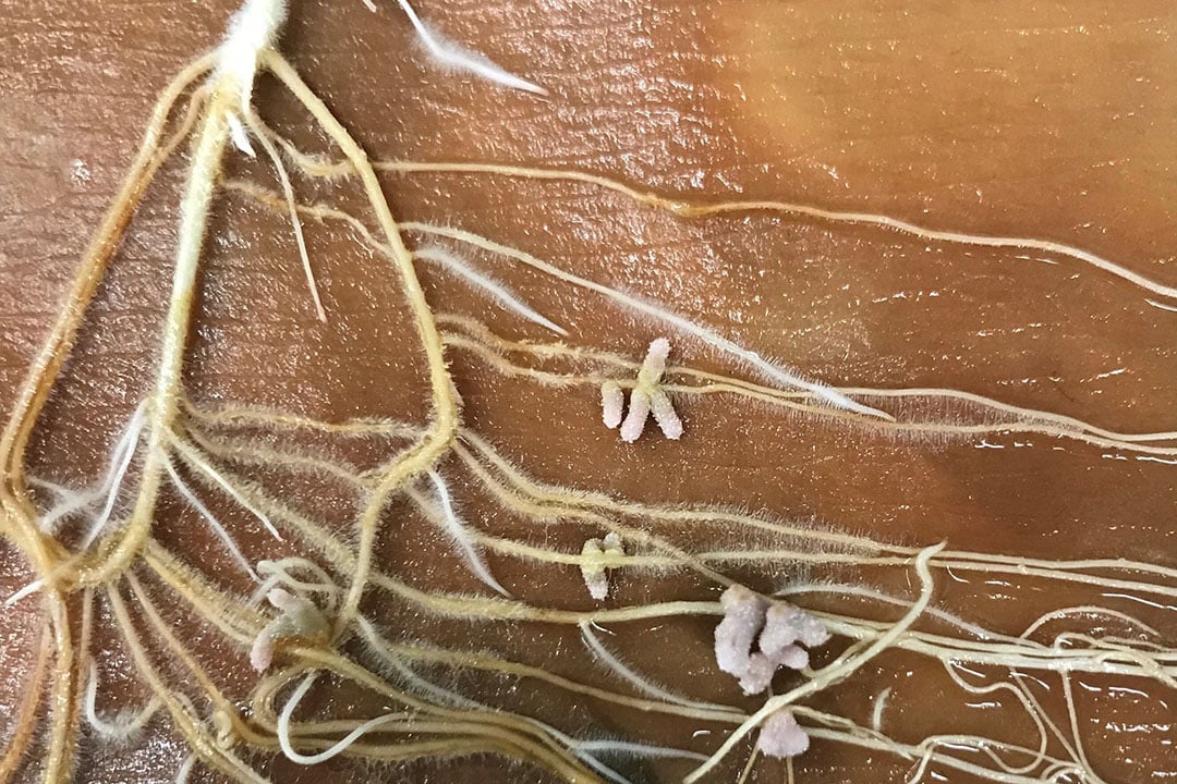 A root system of a hairy vetch plant, with nodules that contain a symbiotic nitrogen fixing bacteria. - Photo: Katherine Muller