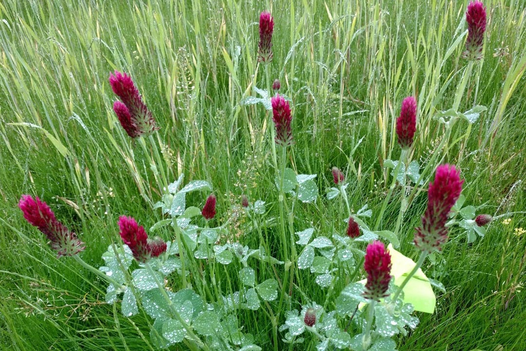 A crimson clover plant, which is generally recommended to grow in a mixture of grasses, which was used in this study. - Photo: Sandra Wayman