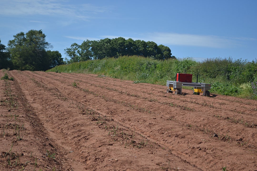 Working autonomously, Sprout can takes over from ten people manually picking asparagus, every day during the three-month harvest period. - Photo: Muddy Machines