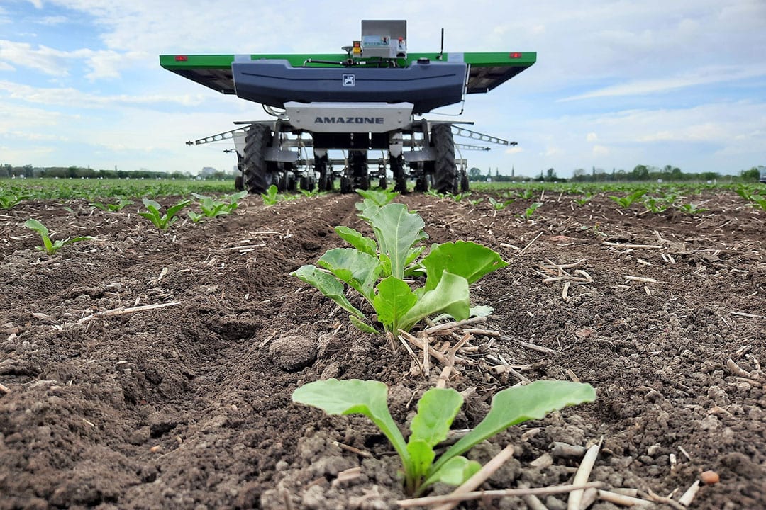 In 2021, Südzucker, Amazone and FarmDroid tested innovative solutions for the precise application of crop protection agents in sugar beet cultivation. The goal is to be able to reduce the use of herbicides and insecticides to a minimum in the future by using the highly automated, solar-powered FarmDroid FD20 sowing and weeding robot and a special spot-spraying method. - Photo: Südzucker