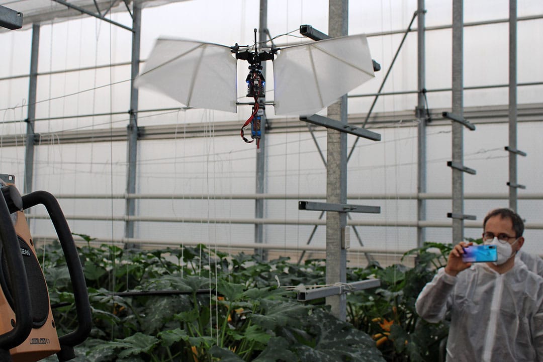 Flapper Drones come in different shapes and sizes. This one is maneuverable enough to fly between crop threads and among the crop. - Photo: Ton van der Scheer