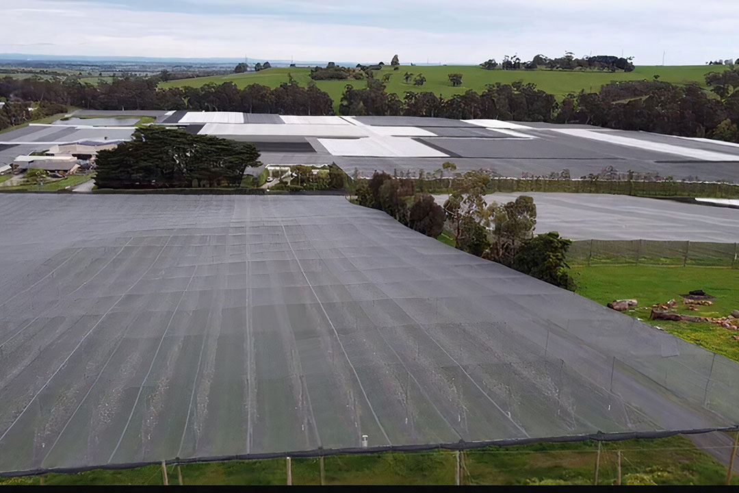 Even though they have hail netting all over the orchards, the Priests were still finding birds damaging the apples throughout the year. - Photo: Bird Control Group