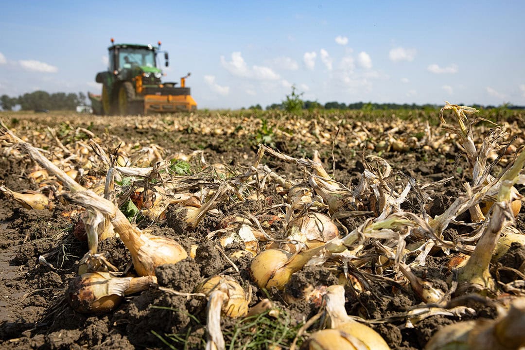 An onion harvesting trial in the Netherlands earlier this year, where 3 types of tillage systems were used, including no-till. - Photo: Peter Roek