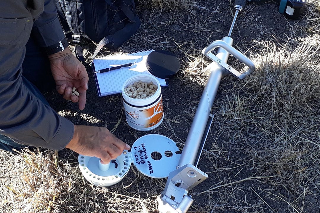 The dissolvable capsules contain a dry herbicide. These are dissolved by plant sap and kill the weed from the inside. - Photo: Amelia Limbongan, University of Queensland