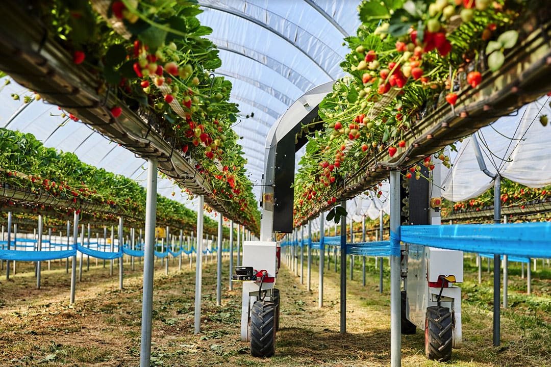 The size of the robot is adjusted to its surroundings. For instance, the version of the robot operating in strawberry table-top production in polytunnels has the shape of an arch to allow it to drive over the tables, fully submerging the plants with UV-C light. - Photo: Saga Robotics