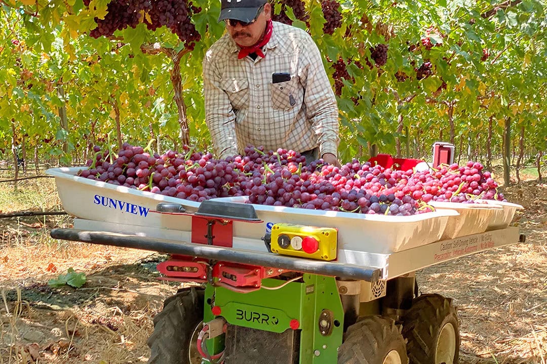 Autonomous harvest assistance on the farm. Burro is a robot that ferries grapes from pickers in the field to packers putting grapes into clamshells or bags before the fruit gets loaded up and shipped to grocery stores. - Photo: Burro