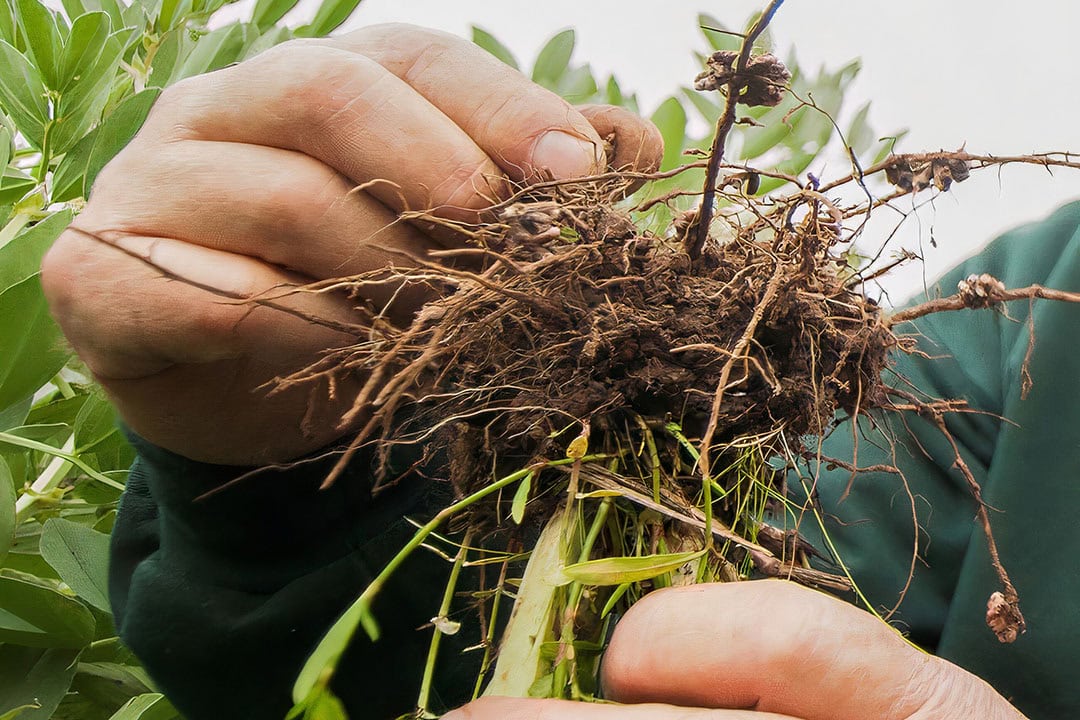 Successful nodulation is essential for legume growth, grain yield and soil nitrogen fixation. - Photo: GRDC