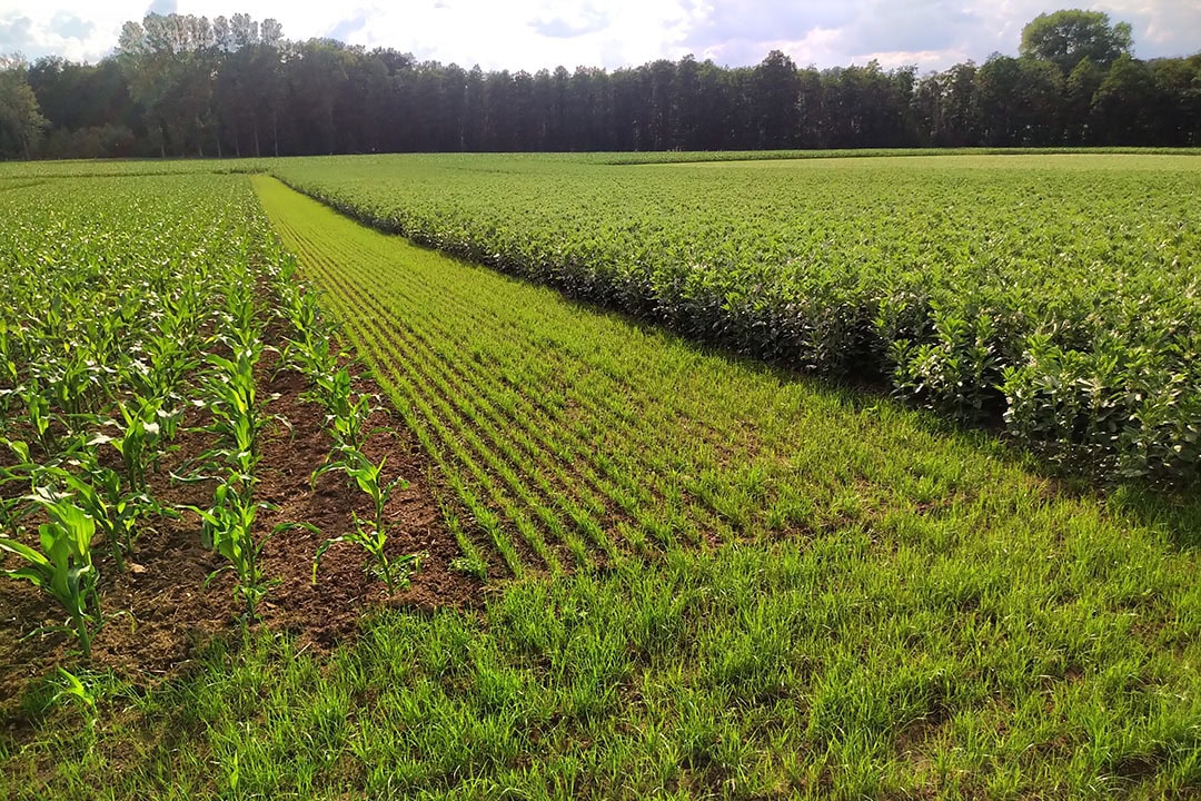 The trials started in 2020 and will continue for at least 10 years. The results and finding are regularly presented to farmers during field demonstrations. - Photo: Amazone