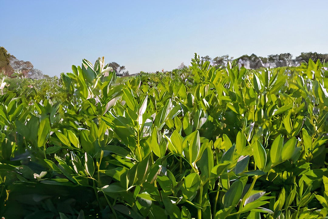 Grain growers intending to sow legume crops in acidic soils are advised to adopt a strategic approach to inoculation to optimise nodulation. - Photo: GRDC