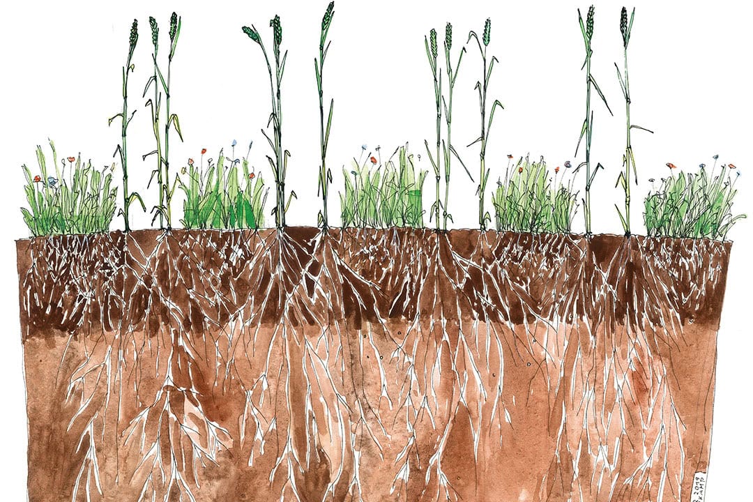 A double row with companion plants. Companion plants make a positive contribution to the phytosanitary support of the main crop as well as to soil fertility and biodiversity. - Photo: Amazone