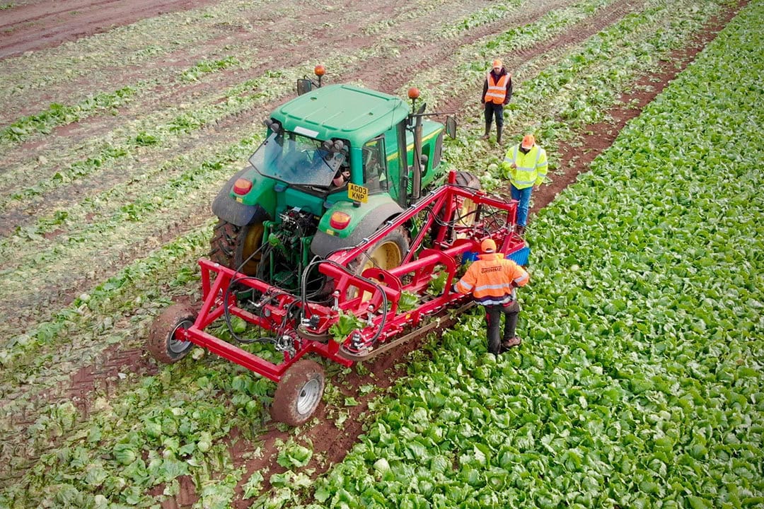 Prototype lettuce harvesting robot of Agri-Epicentre (UK). - Photo: IDS