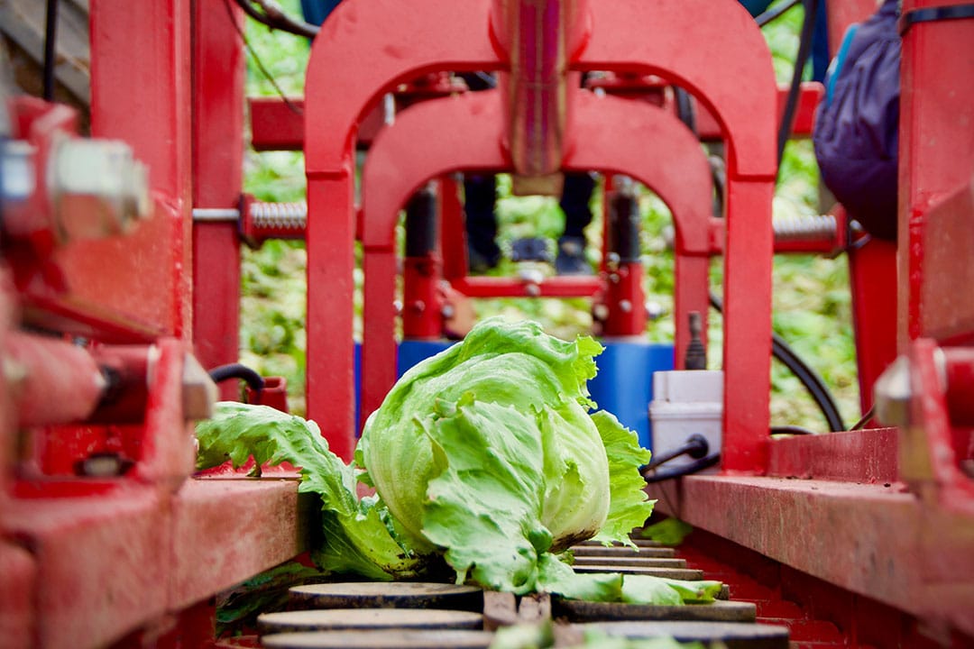 Machine vision and AI are used to determine a precise intersection point on the stem. - Photo: IDS