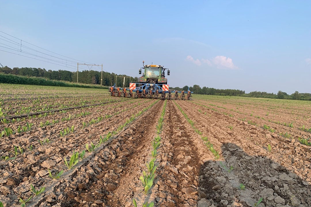 In the far south of the Netherlands, Groeikracht installed a future-proof weed management platform with 25 hectares of chicory and sugar beet crops in cooperation with a local contractor. - Photo: Groeikracht