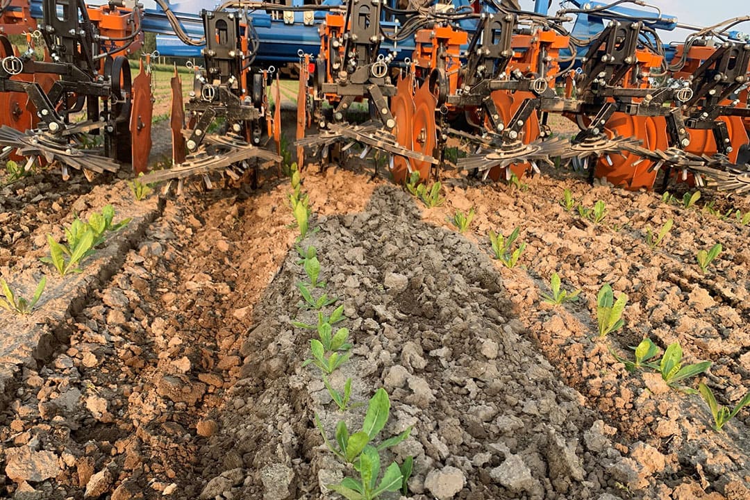 Mechanical weeding leads to good results in general. Rotary hoes are certainly also a viable and successful tool.  - Photo: Groeikracht