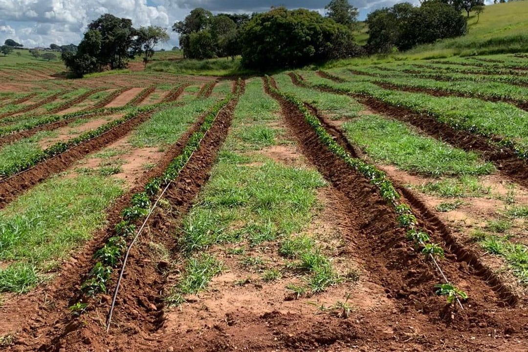 Currently, the company grows coffee on 350 hectares, of which 150 ha uses the new drip irrigation system. - Photo: Lucas Batista.