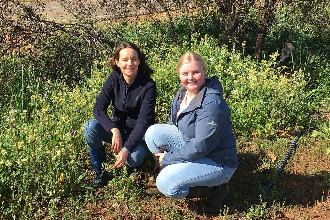 DPIRD research scientists Dr Catherine Borger (left) and Miranda Slaven are working on a new project examining the potential for electric weed control in Australia. - Photo: DPRD