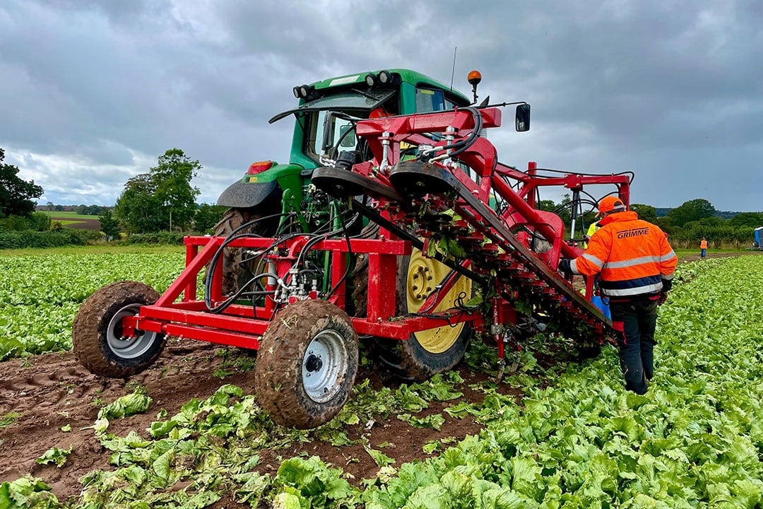 Within the project, existing leek harvesting machinery is adapted to lift the lettuce clear from the ground and grip it in between pinch belts. - Photo: IDS Imaging Development Systems GmbH