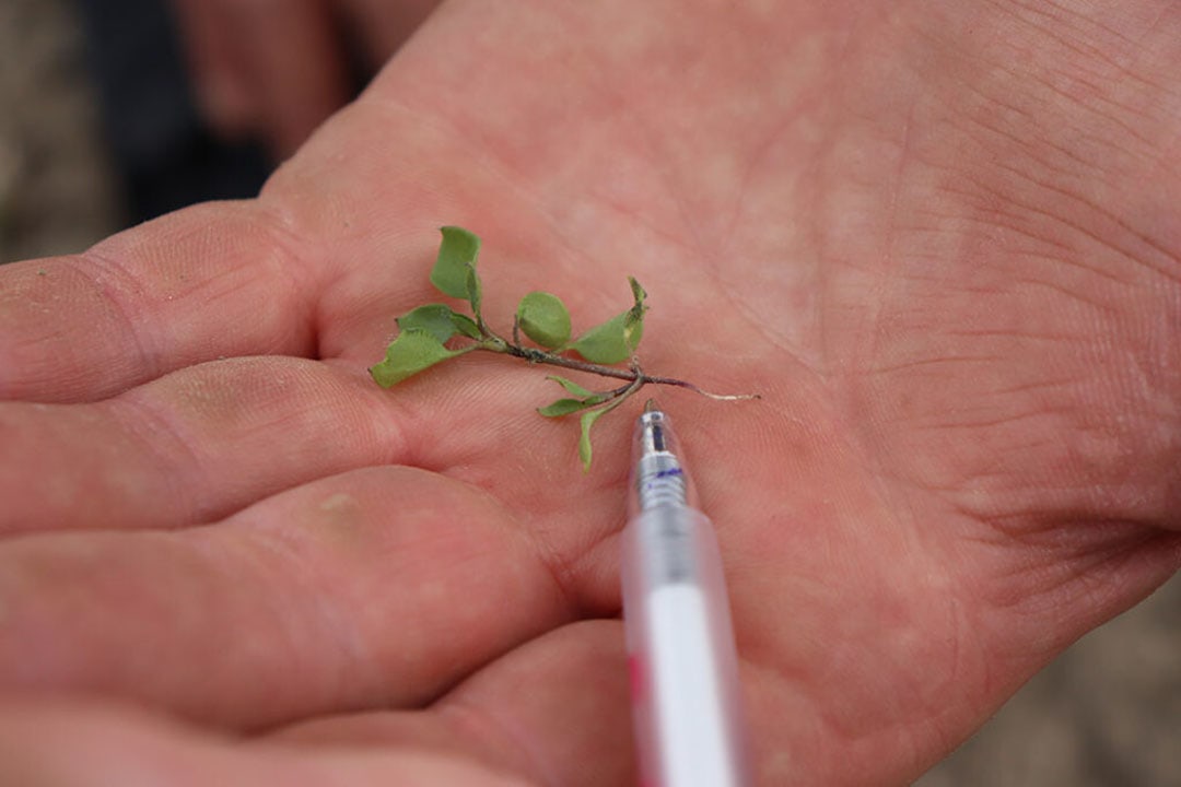 The result: the weed plant is detected and destroyed. The process takes a fraction of a second and is sufficient to raise the temperature to a lethal level for the plant. - Photo: Joost Stallen