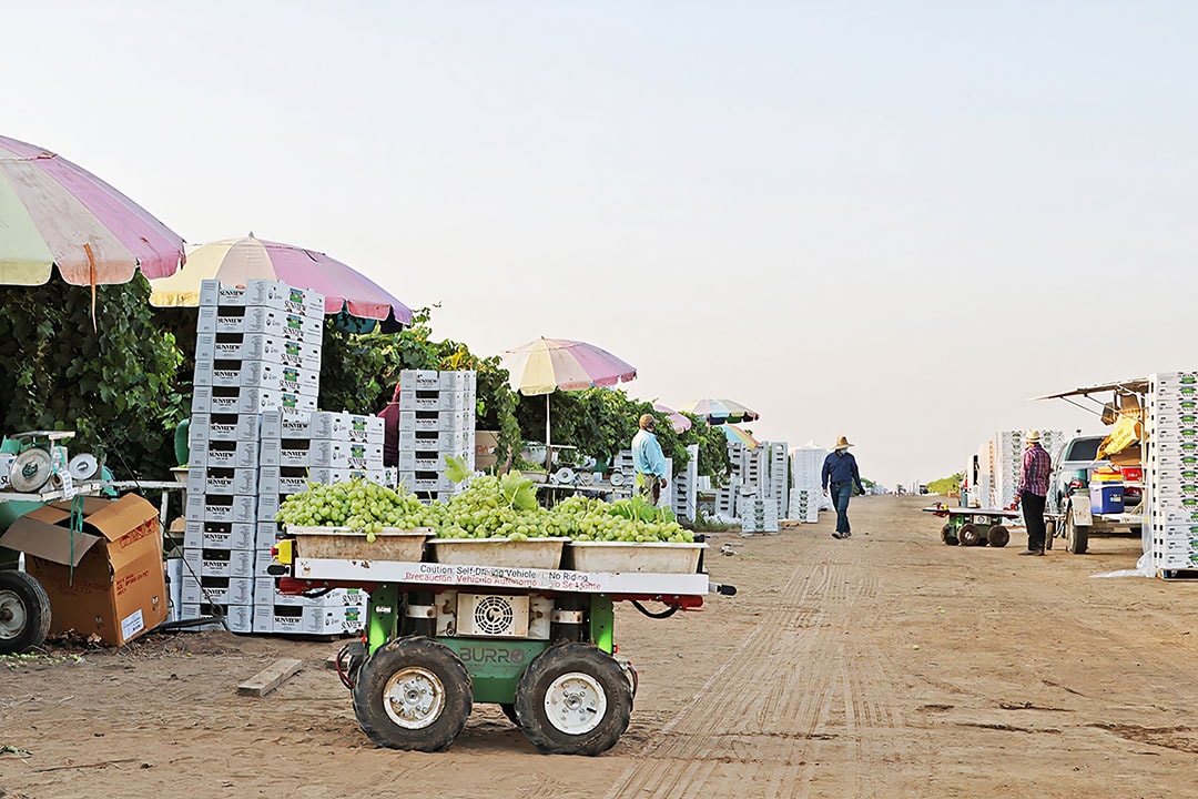 The harvest-assist robot Burro is already delivering an efficiency-increase of 15% to 30%, according to Mr Duflock. - Photo: Burro